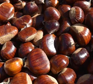 CASTAGNE