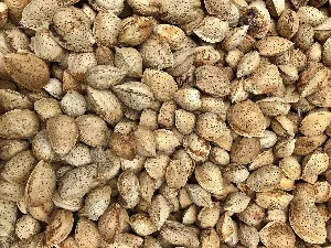 MANDORLE CON GUSCIO TOSTATE SALATE